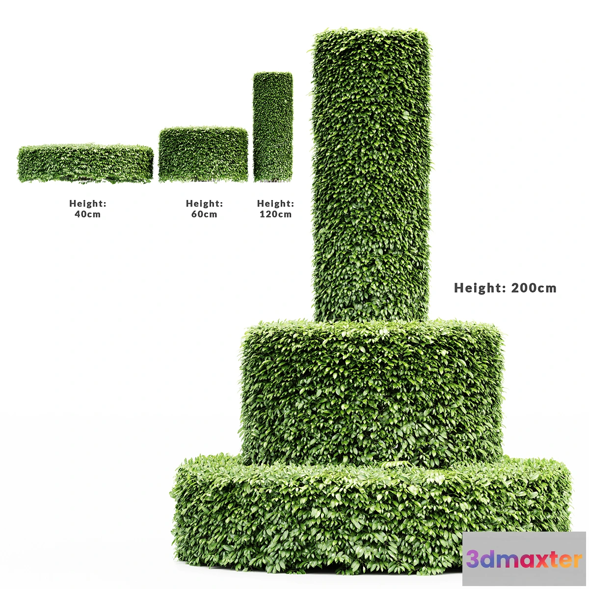 1326519 - Dwarf Yaupon Holly - Cylinder plant 3D Max