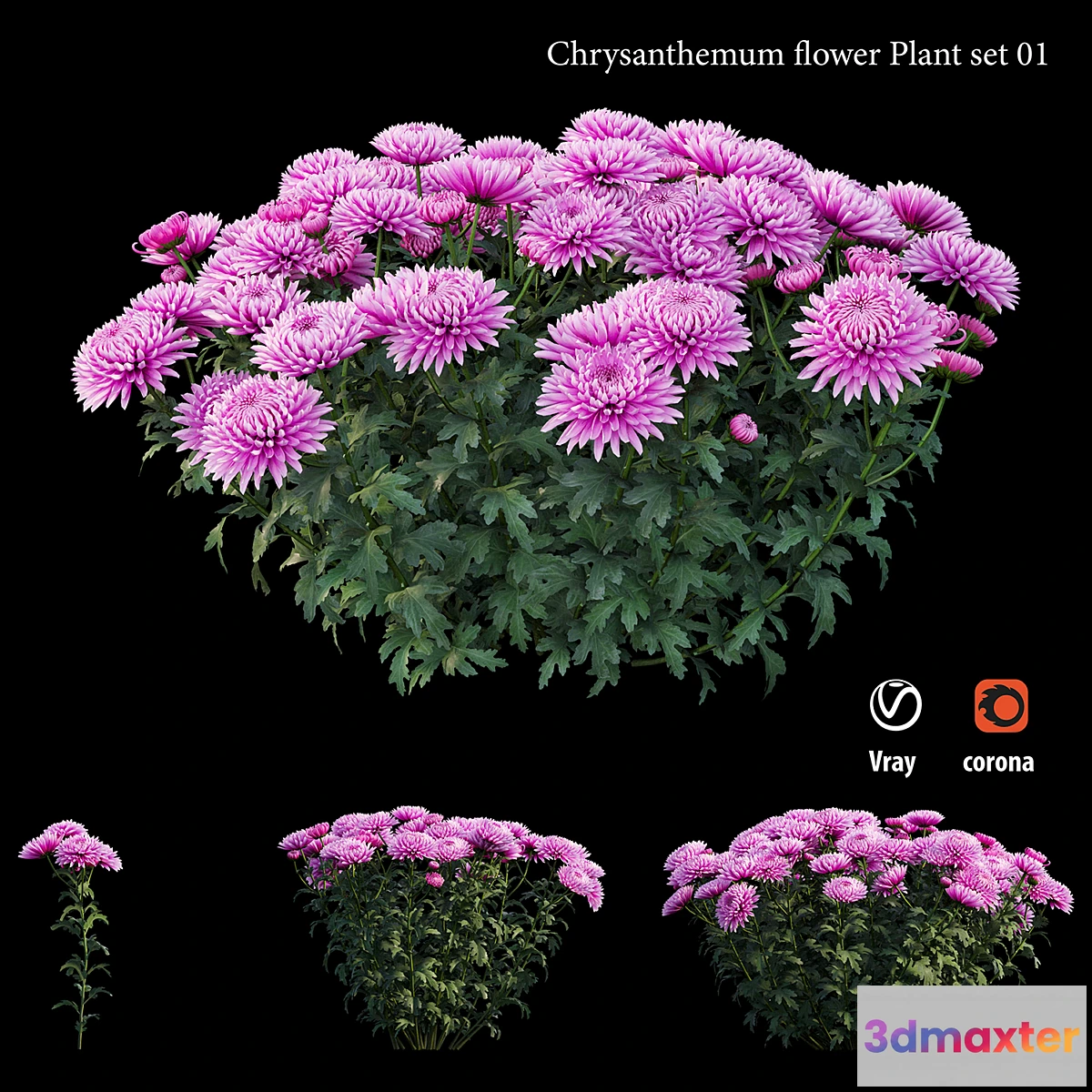 1326640 - Chrysanthemum flower plant set 01 3D Max