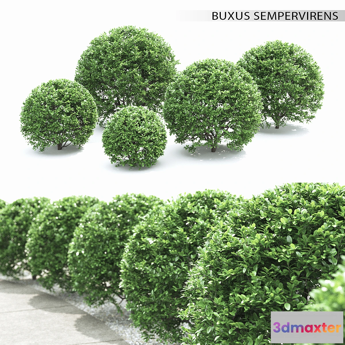 1327089 - Buxus - No.2 3D Max