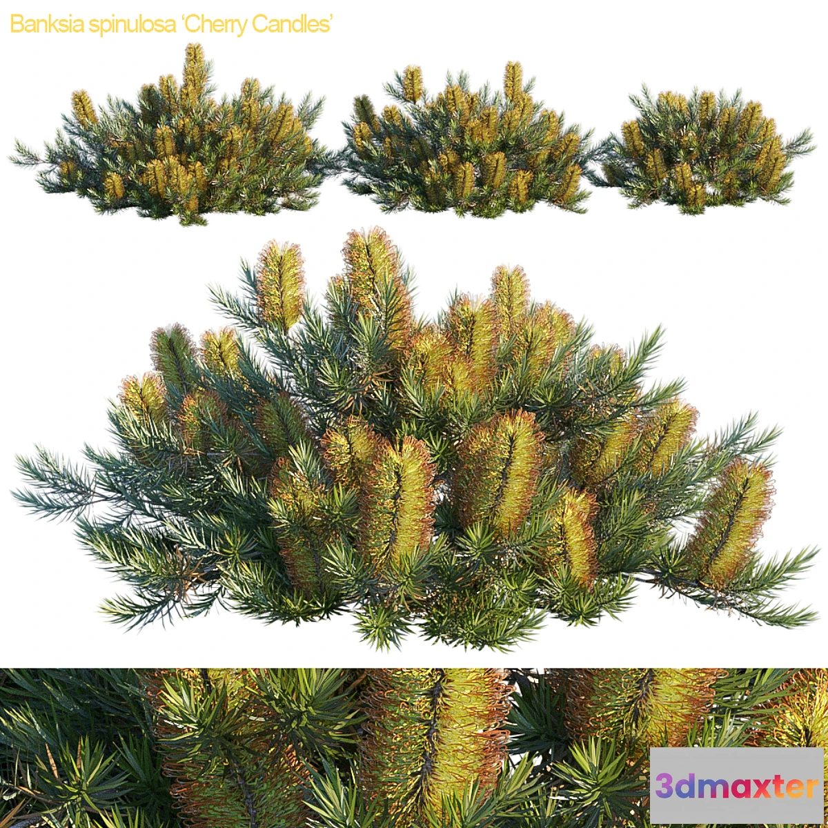 1328092 - Banksia spinulosa  Cherry candles 3D Max