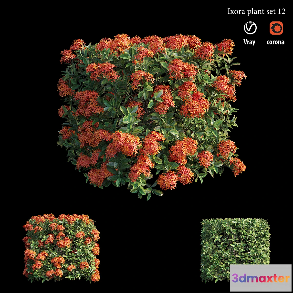 1329499 - Ixora plant set 12 3D Max