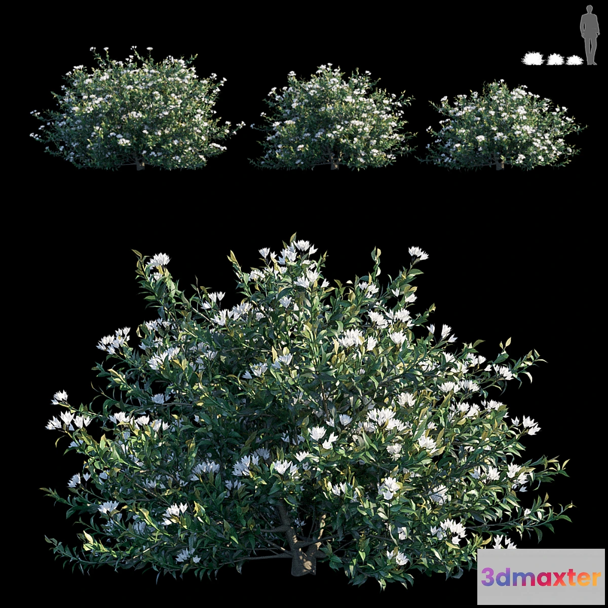 1330005 - Common bush 3D Max