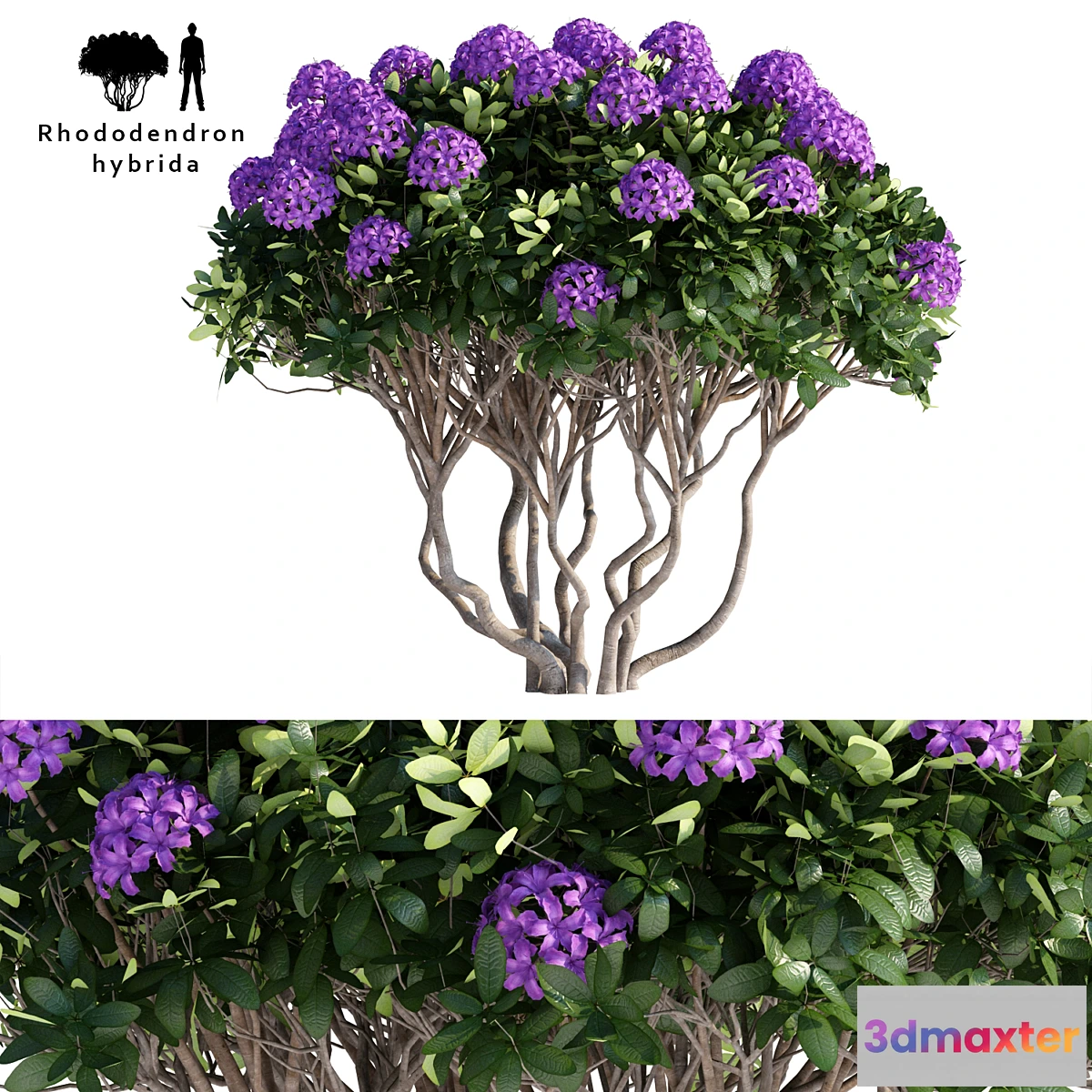 1332561 - Rhododendron Hybrid  Rhododendron hybrida 3D Max