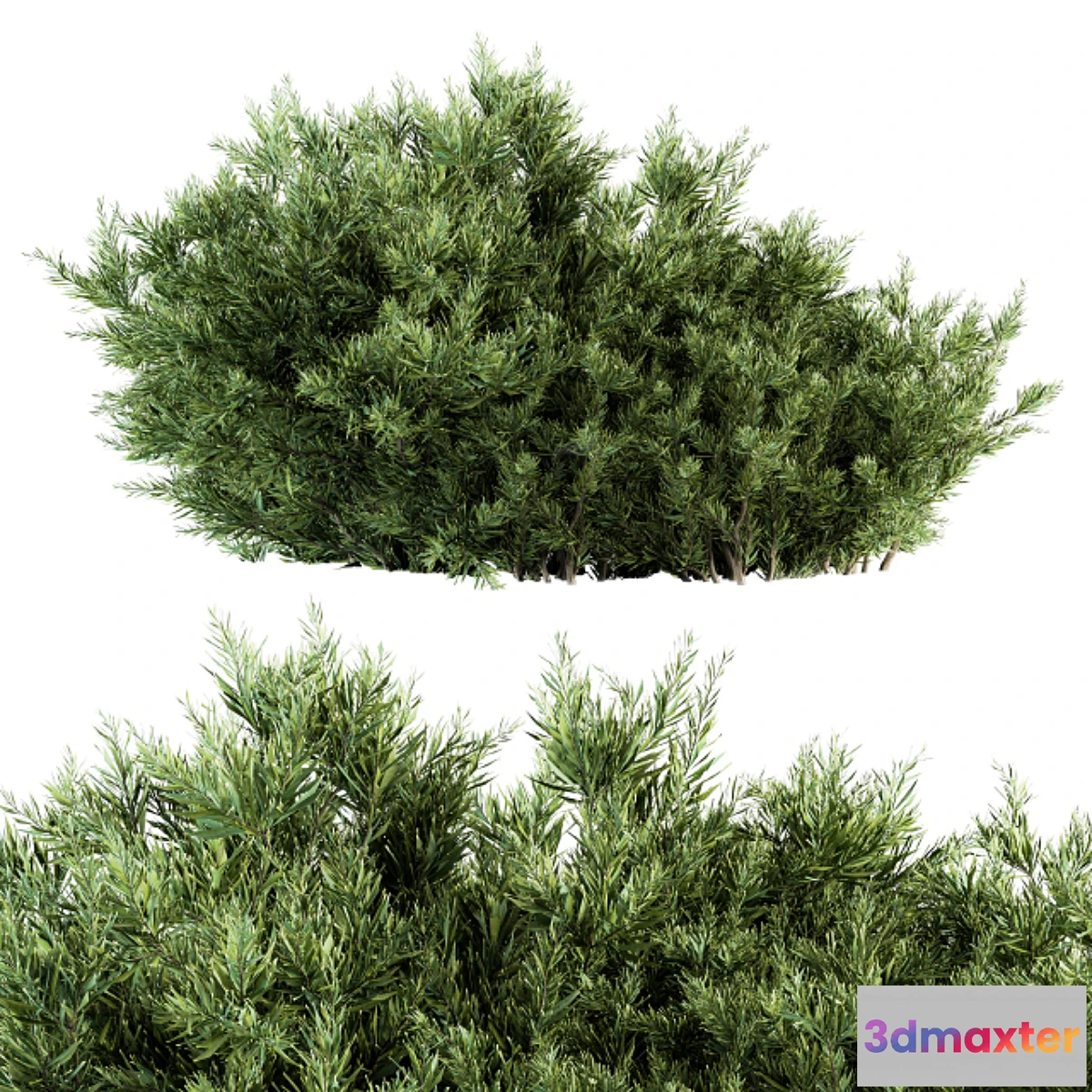 1333591 - Needle Leaf Bush - Bush Set 26 3D Max