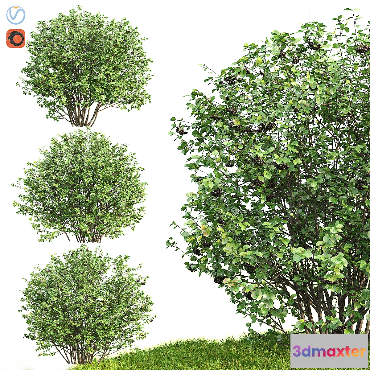 1335218 - Rowan - No.6 3D Max