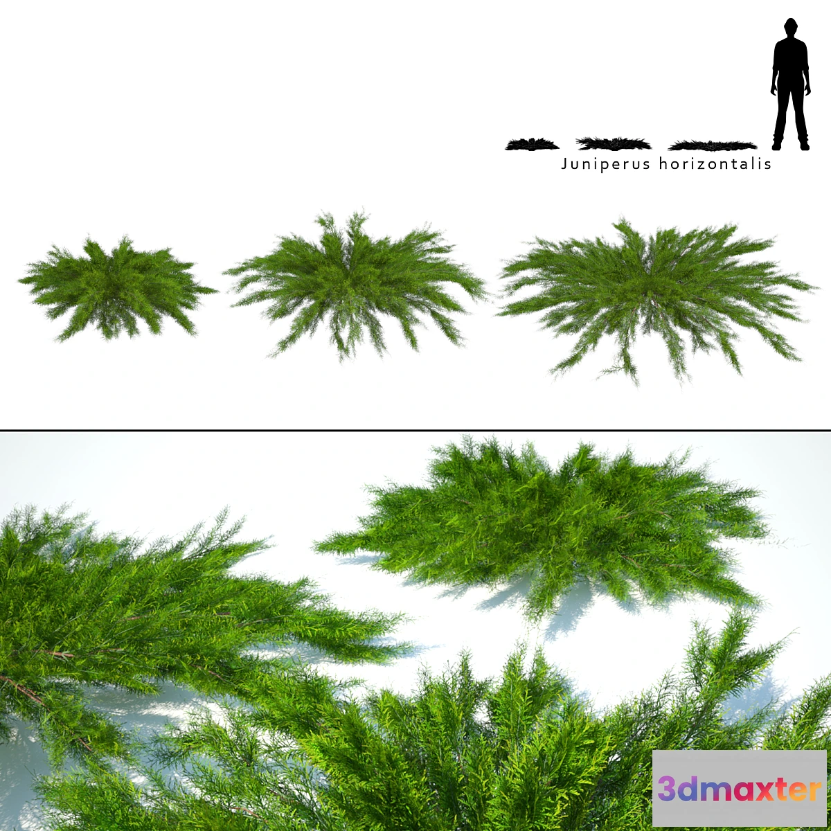 1337249 - Juniper horizontal  Juniperus horizontalis 3D Max