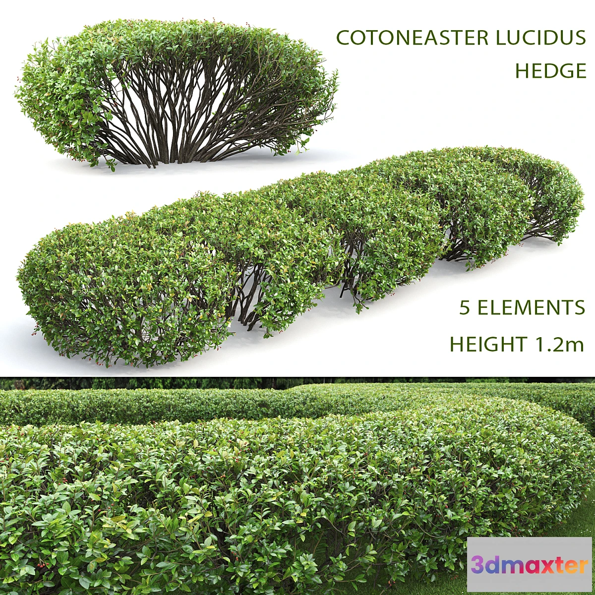 1341179 - Cotoneaster lucidus hedge # 1 3D Max