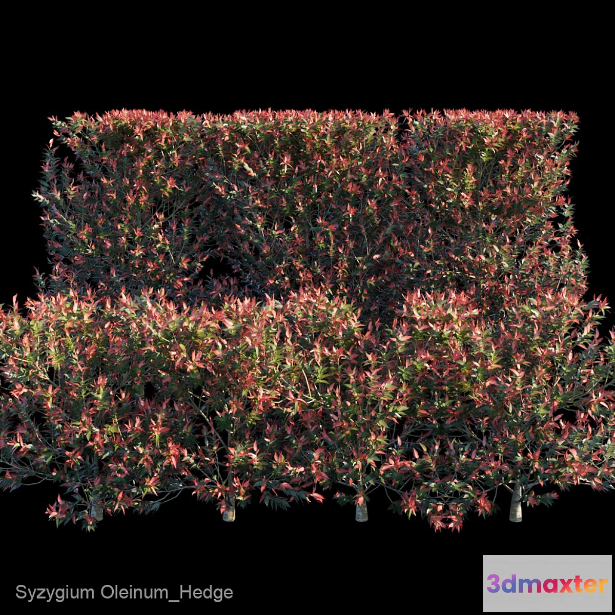 1341426 - Syzygium Oleinum_Hedge 3D Max