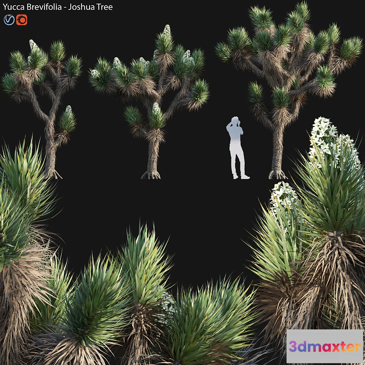 1341718 - Yucca Brevifolia - Joshua Tree - 02 3D Max