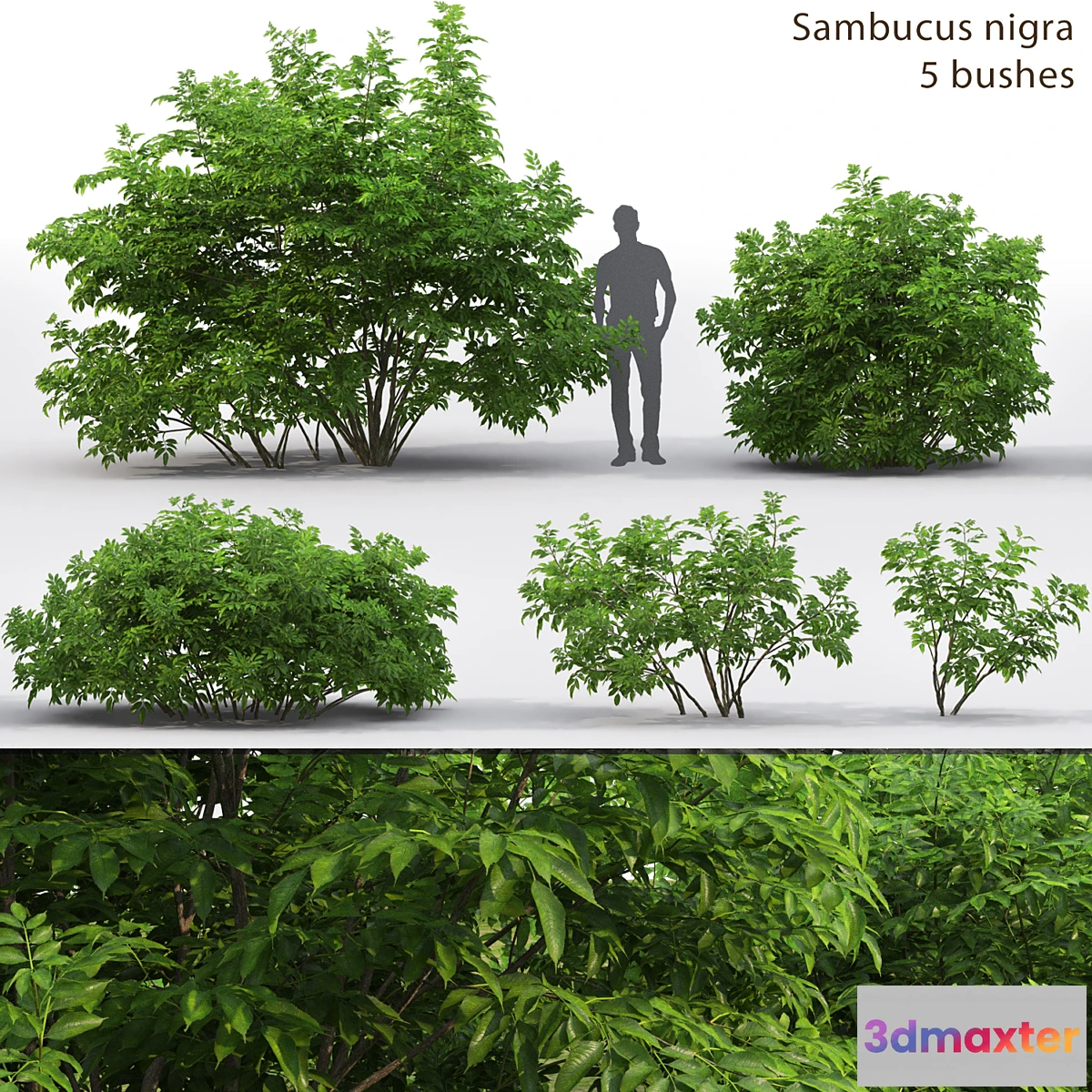 1342619 - Elderberry  Sambucus nigra # 3 3D Max