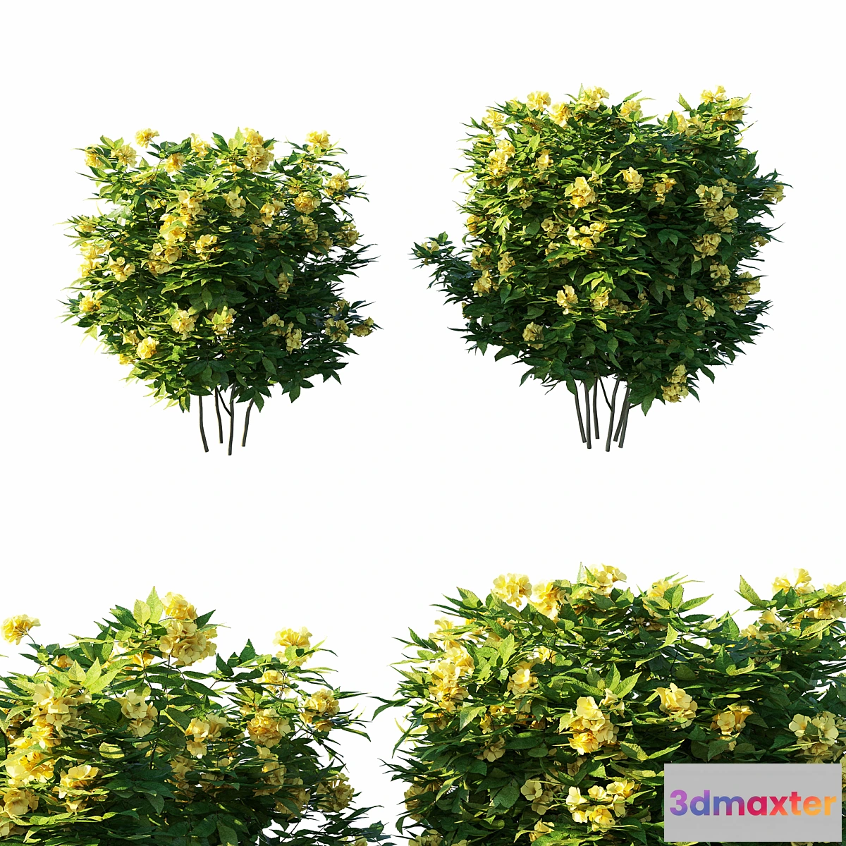 1344103 - Tecoma stans tree 3D Max