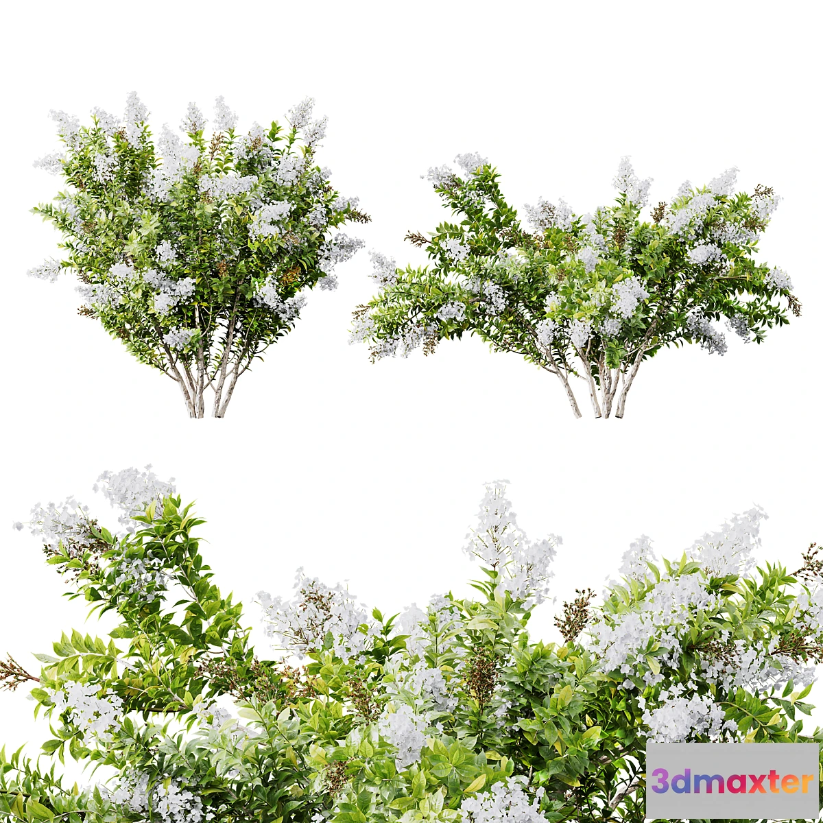 1344990 - HQ Plants Myrtle White Flower little 3D Max