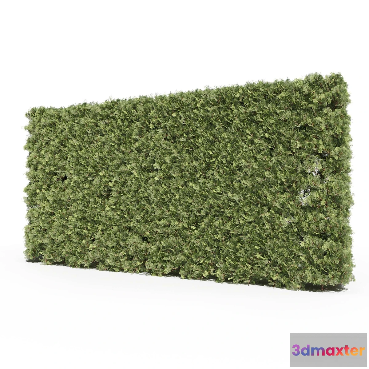 1346211 - Thuja # 3 (Thuja # 3) 3D Max