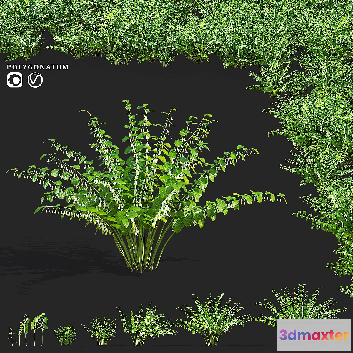 1346942 - Kupena flowers  Polygonatum 3D Max