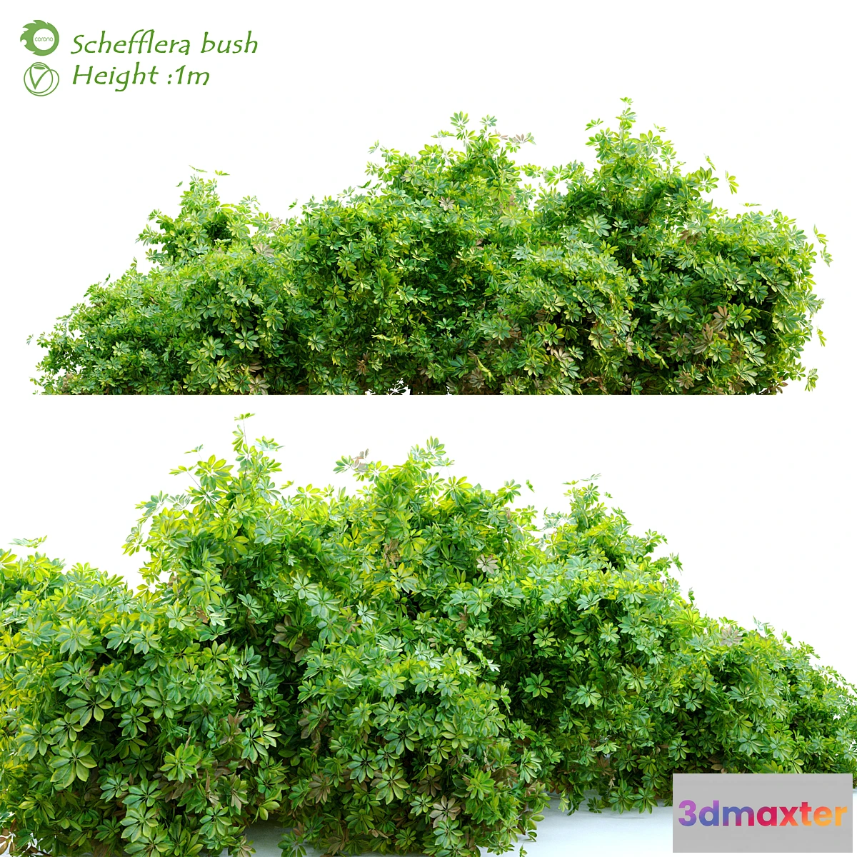 1346952 - Schefflera bush 3D Max