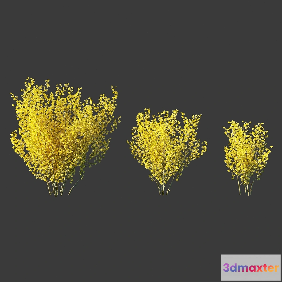 1350335 - Forsythia Medium _ Forsythia intermedia 3D Max