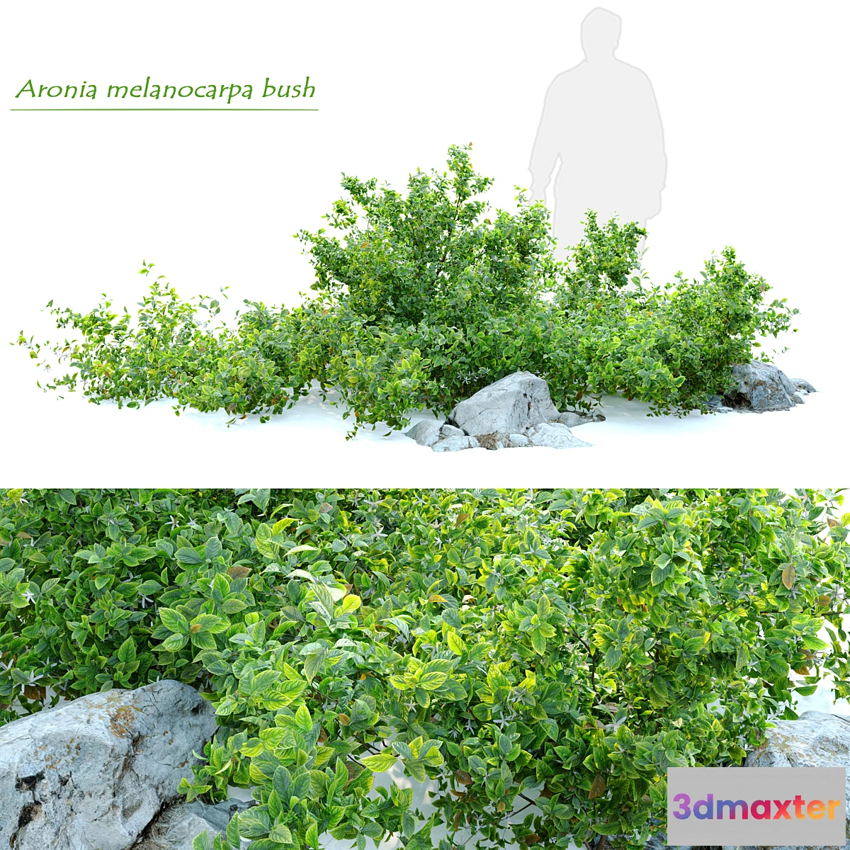 1350861 - Aronia melanocarpa bush with rocks 3D Max
