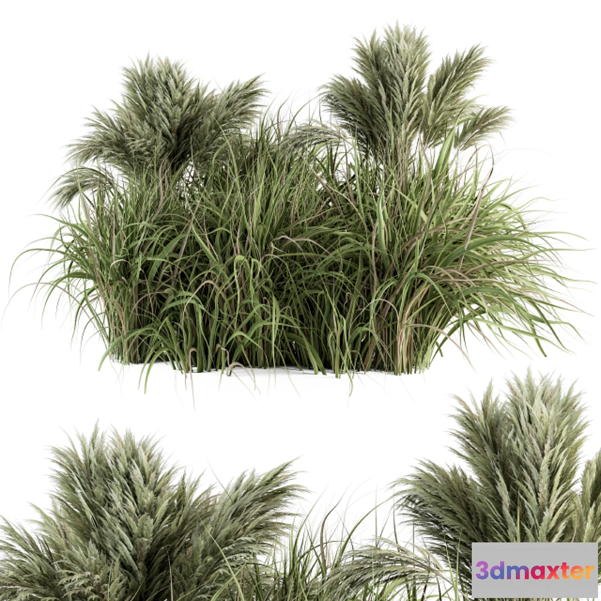 1352462 - Pampas Bush - Bush Set 21 3D Max