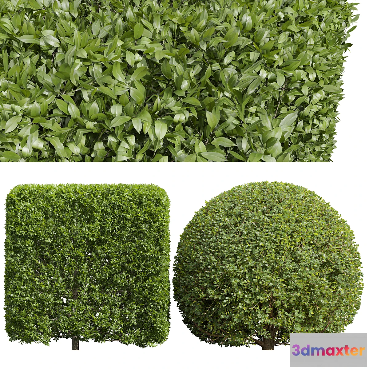 1352848 - Ligustrum Quihoui Privet and Ficus Concinna Bonsai Pruned 3D Max