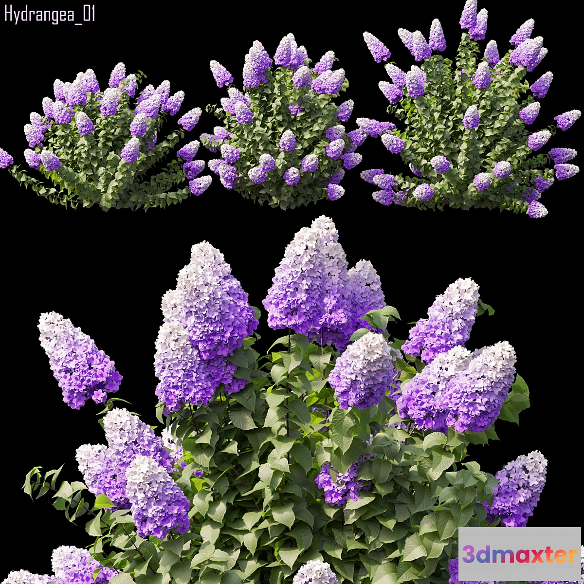 1354166 - Hydrangea 01 3D Max