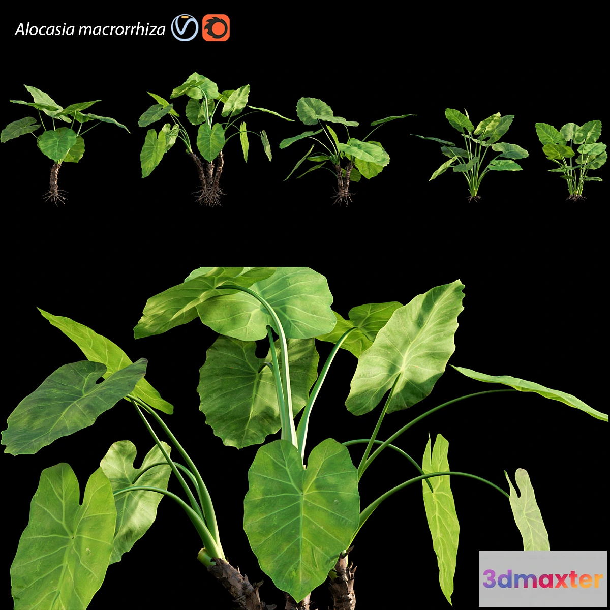 1354725 - Alocasia macrorrhiza - Elephant Ears 3D Max