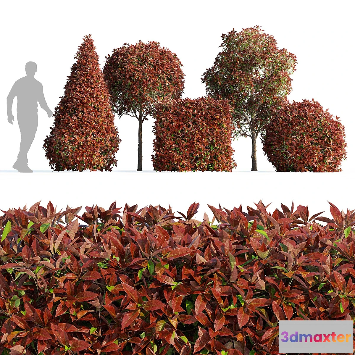 1354907 - Photinia fraseri Red Robin (Photinia fraseri Red Robin) - No.2 3D Max