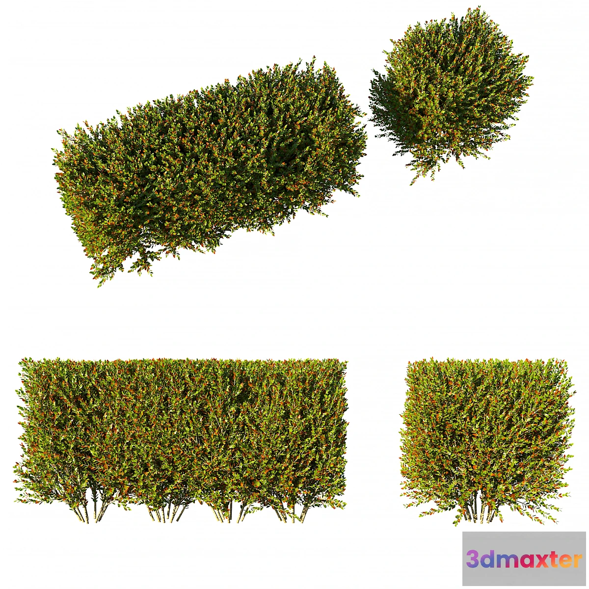 1355149 - Photinia fraseri Little Red Robin hedge 3D Max