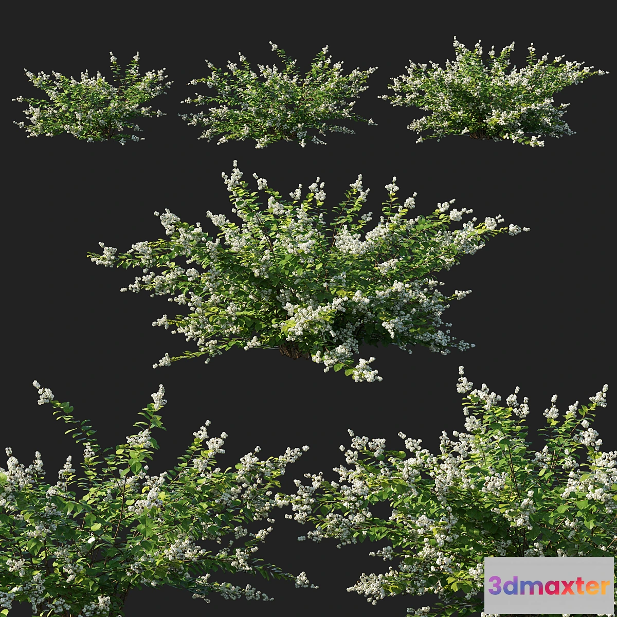 1355856 - Symphoricarpos_berry_bush white 3D Max