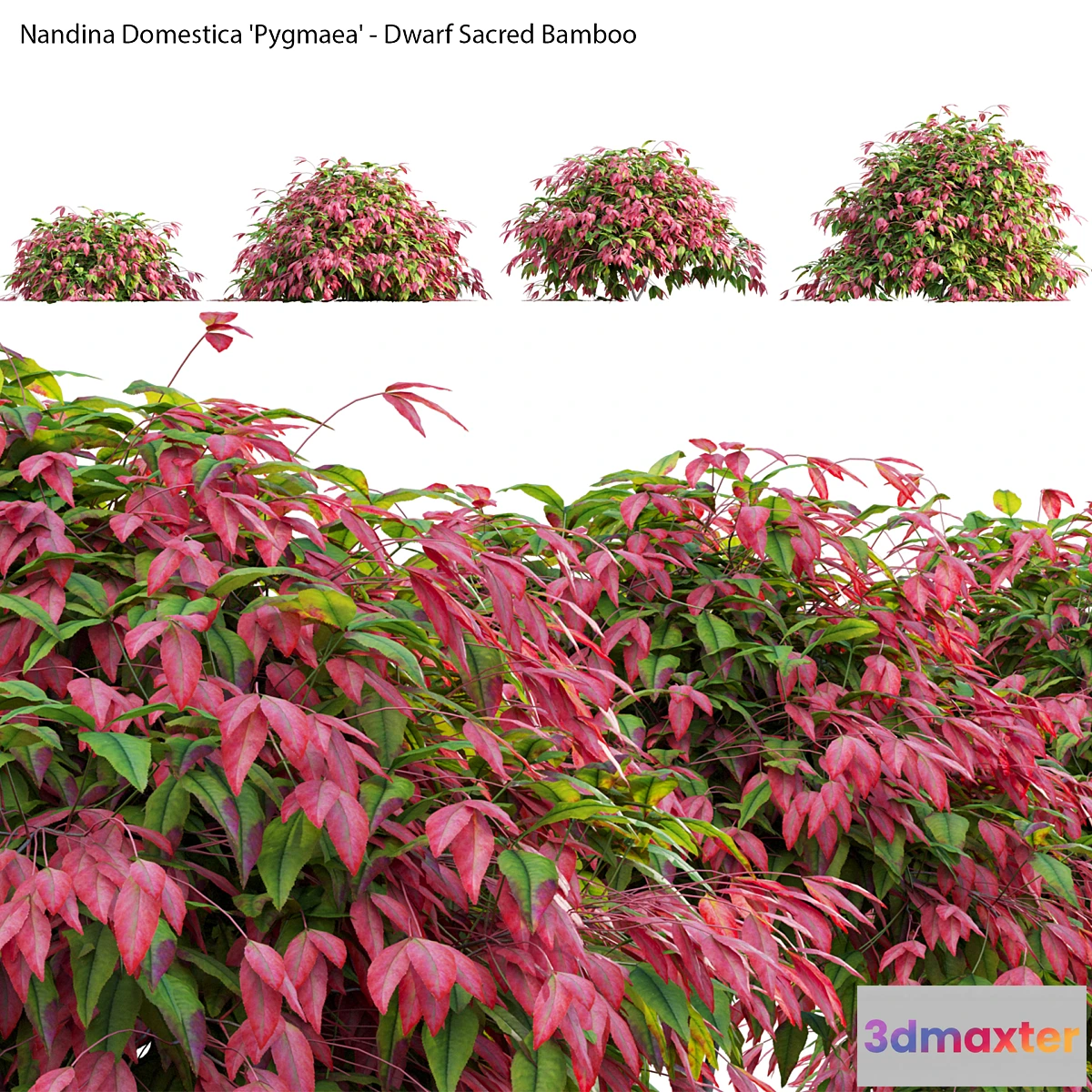 1356779 - Nandina Domestica Pygmaea - Dwarf Sacred Bamboo - No.2 3D Max