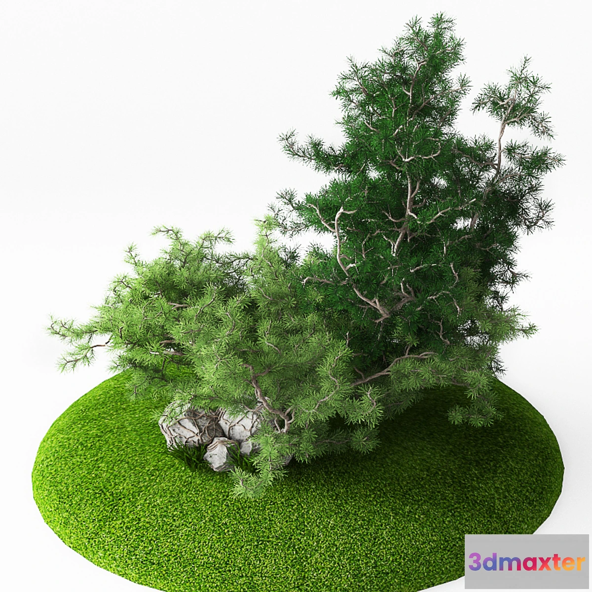 1392730 - Juniper 3D Max