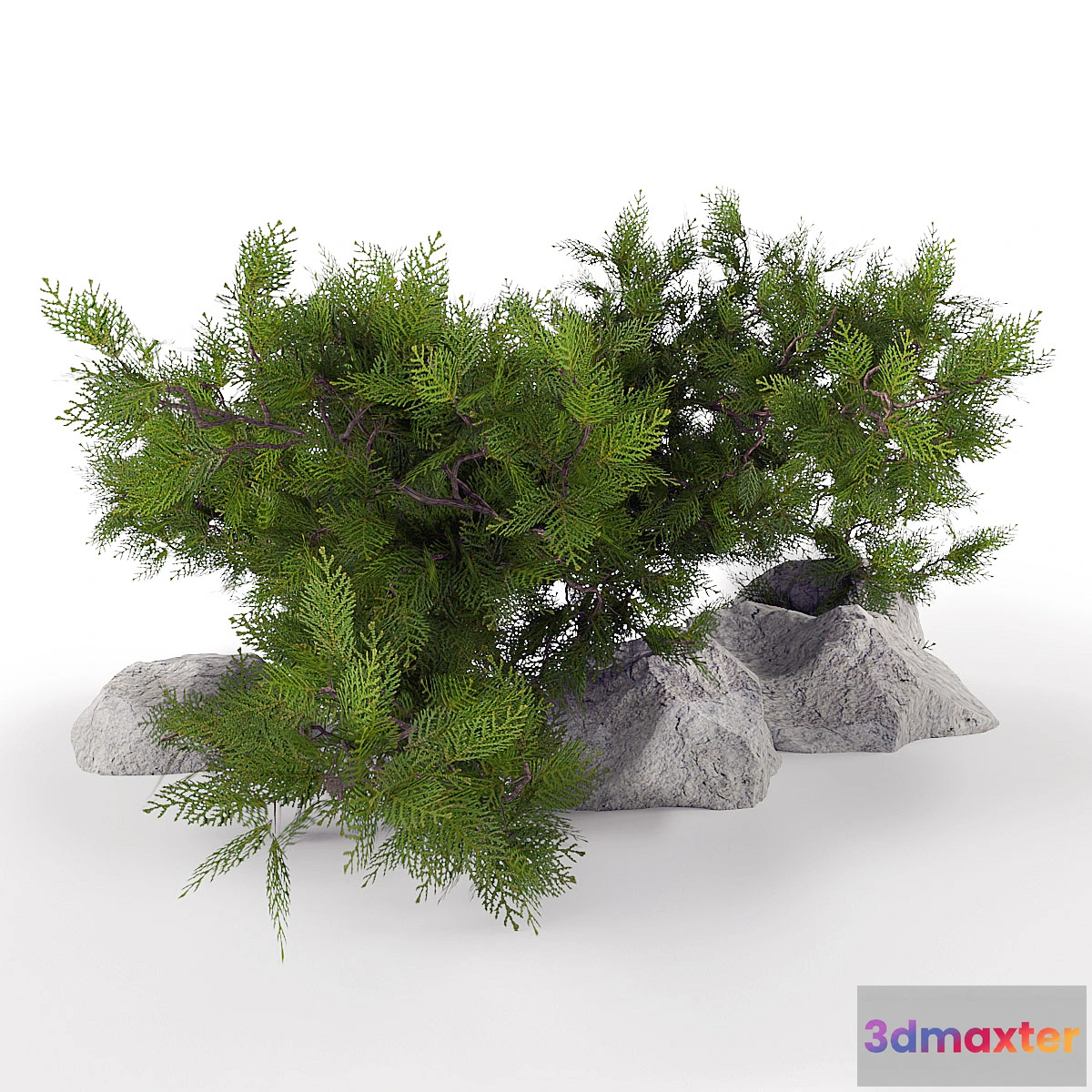 1393570 - Juniper is horizontal. 3D Max