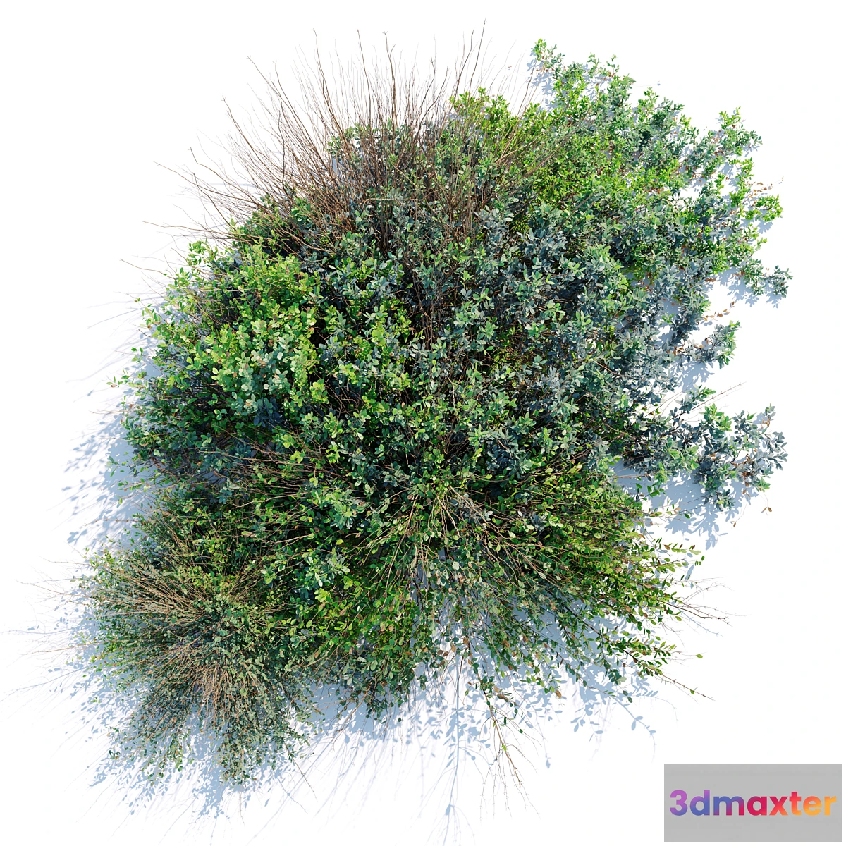 1395718 - wild bush 3D Max