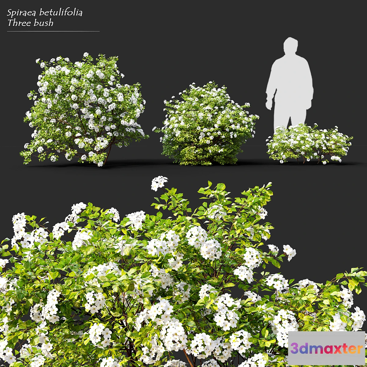 1396714 - Spiraea betulifolia Tor 3D Max