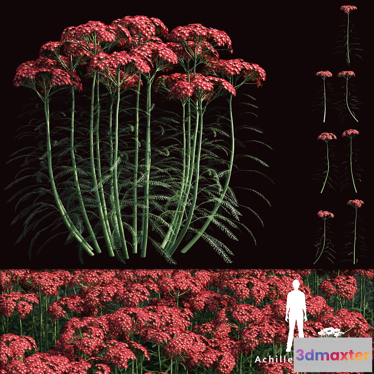 1397152 - Yarrow flowers  Achillea millefolium 3D Max