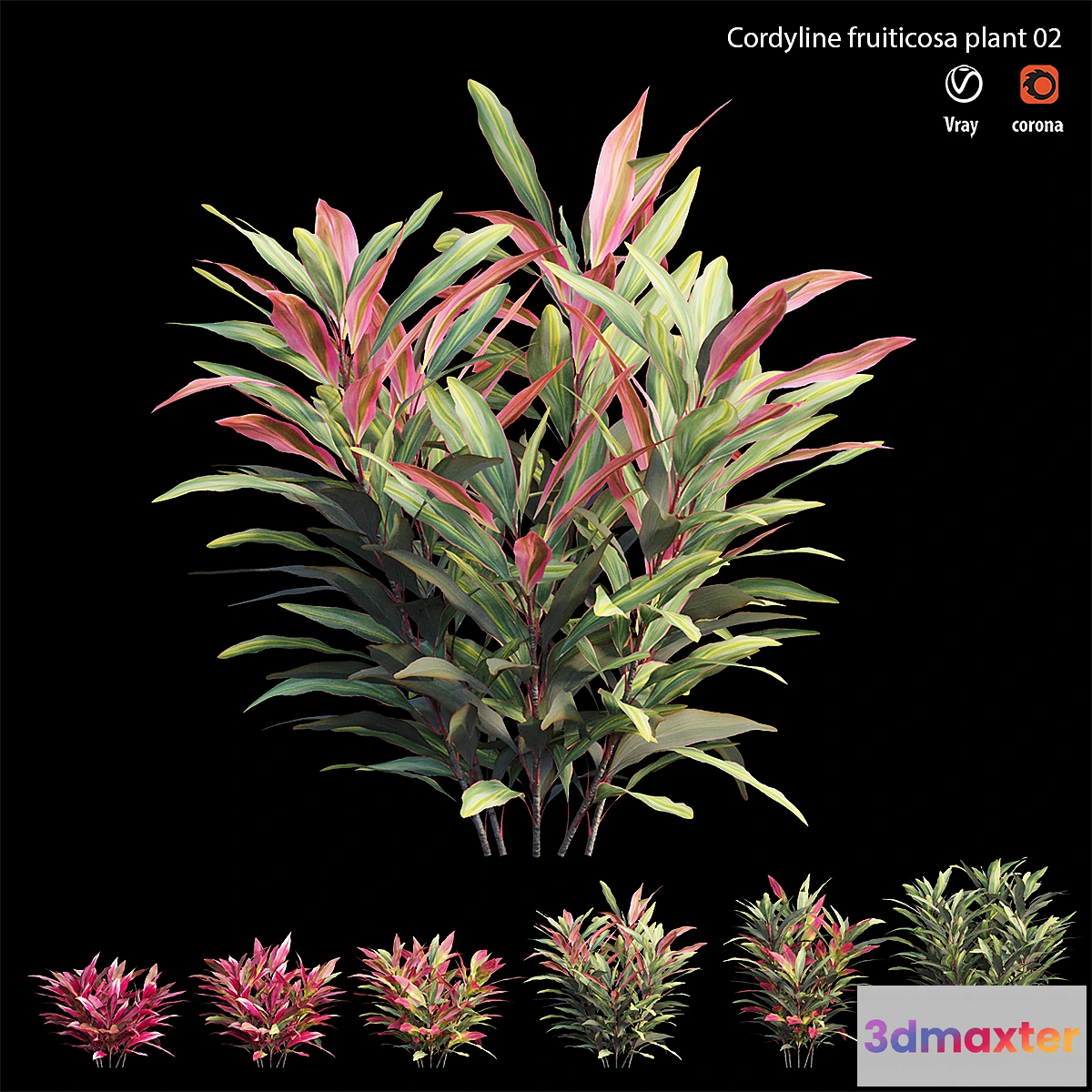 1398014 - Cordyline Fruticosa plant set 02 3D Max