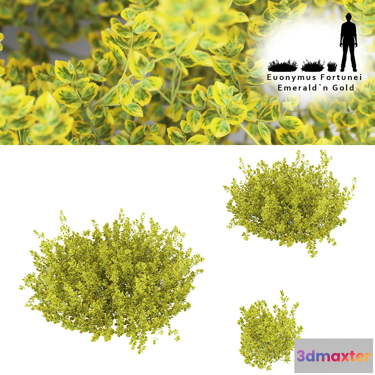 1398070 - Fortescu bushes  Euonymus Fortunei Emerald`n Gold 3D Max