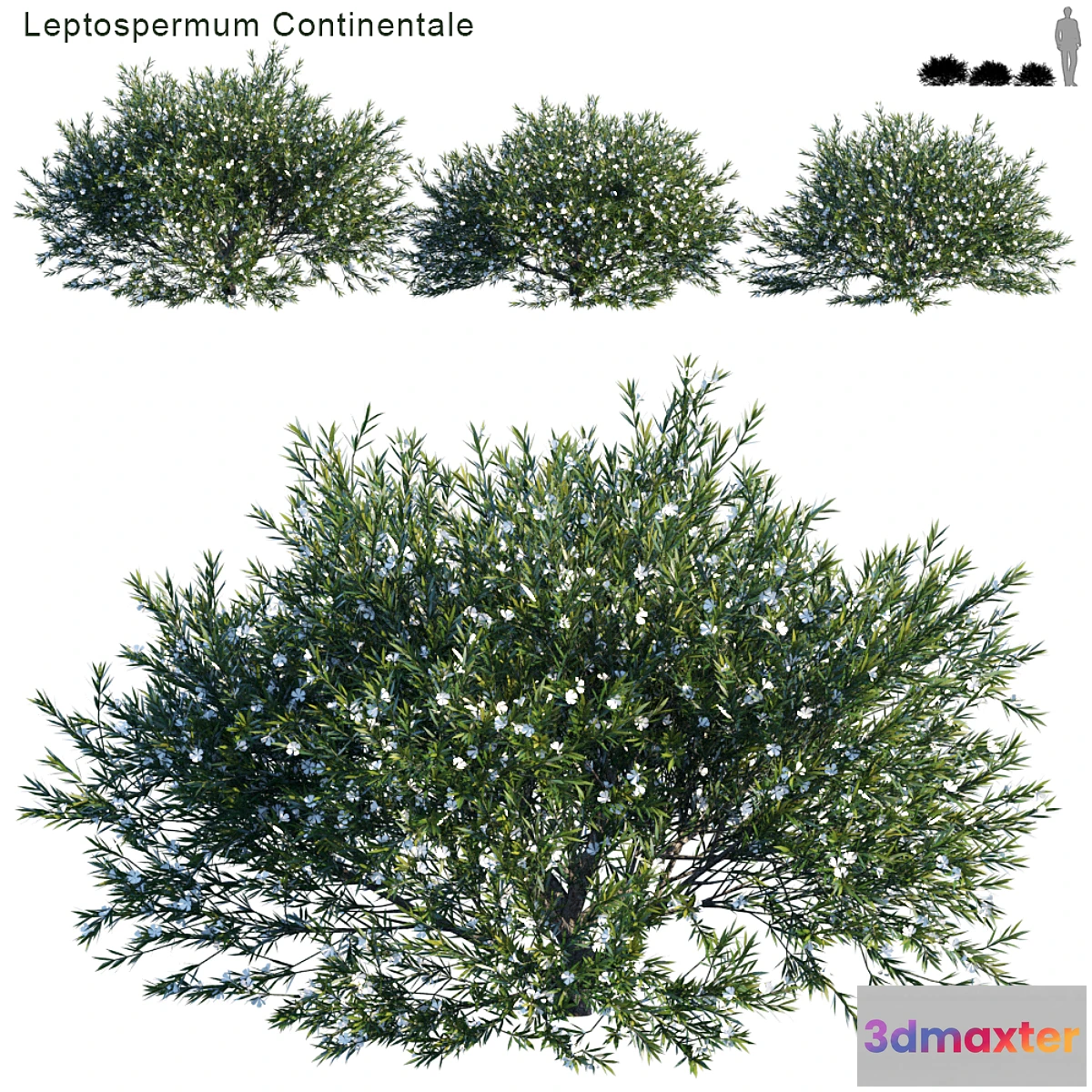 1398258 - Prickly Tea-tree  Leptospermum Continentale # 1 3D Max