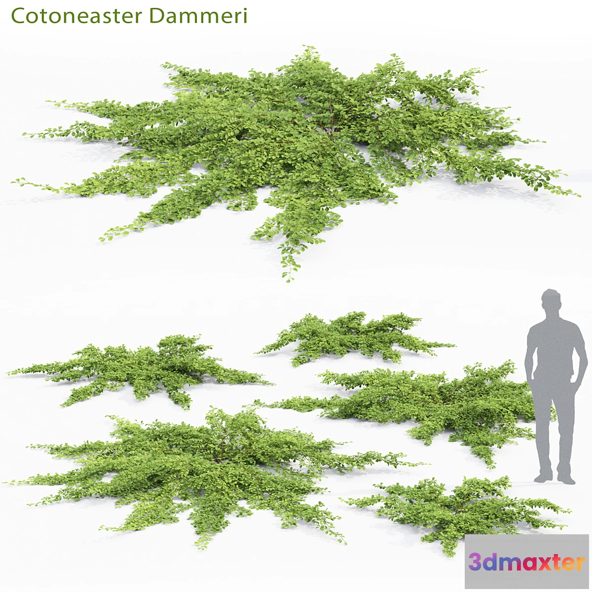 1398806 - Cotoneaster Dammeri # 2 3D Max