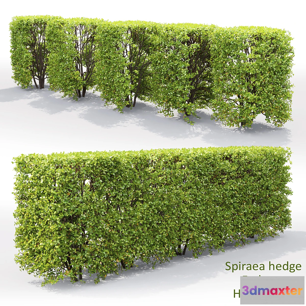 1399682 - Spiraea 3D Max