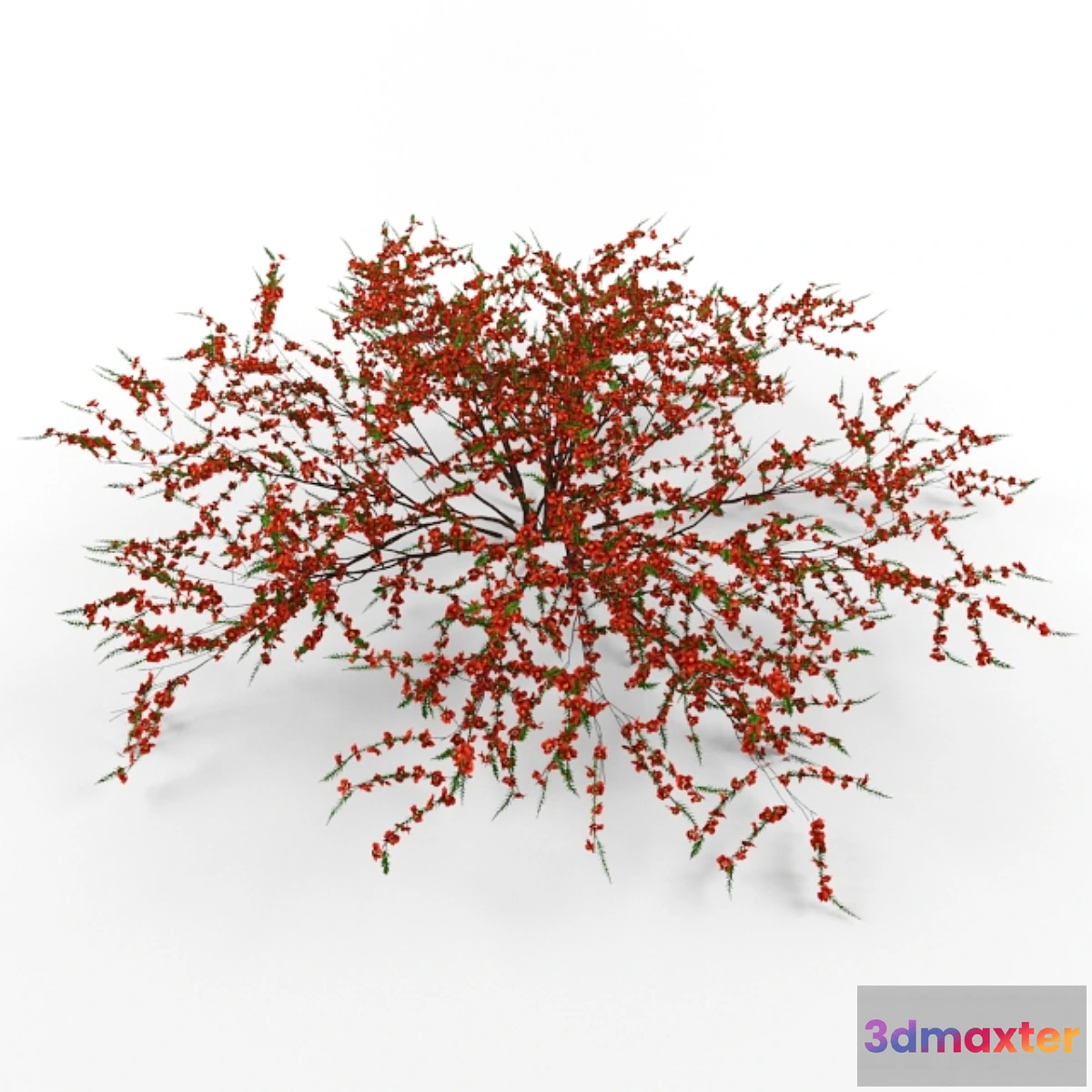 1399962 - Japonica 3D Max