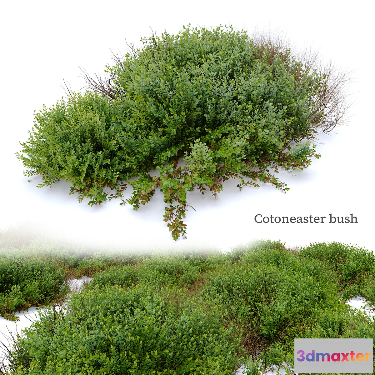 1400640 - Cotoneaster bush 3D Max