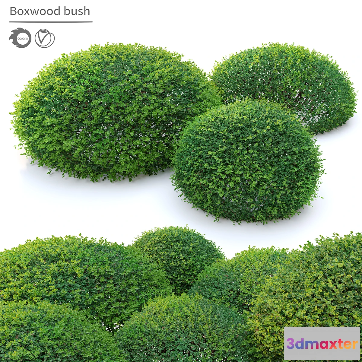 1400752 - Boxwood 02 3D Max