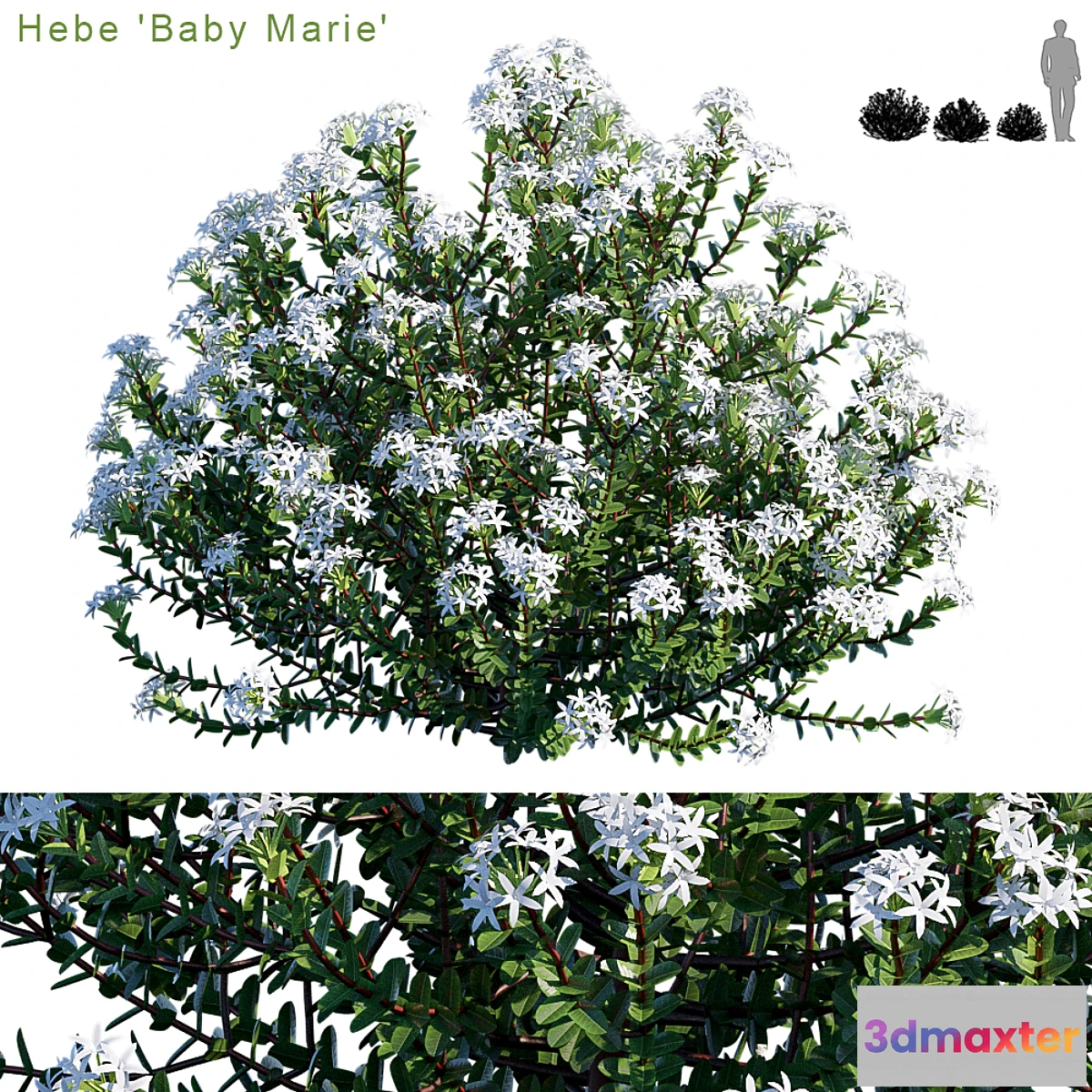 1401130 - Hebe baby marie 3D Max