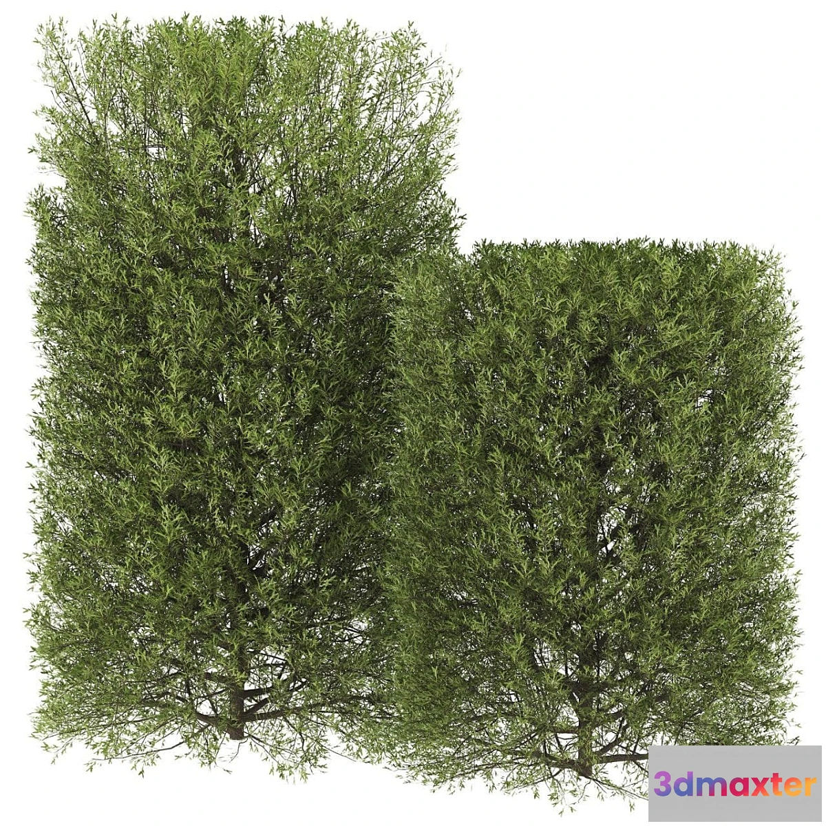 1401474 - Plants_07 3D Max