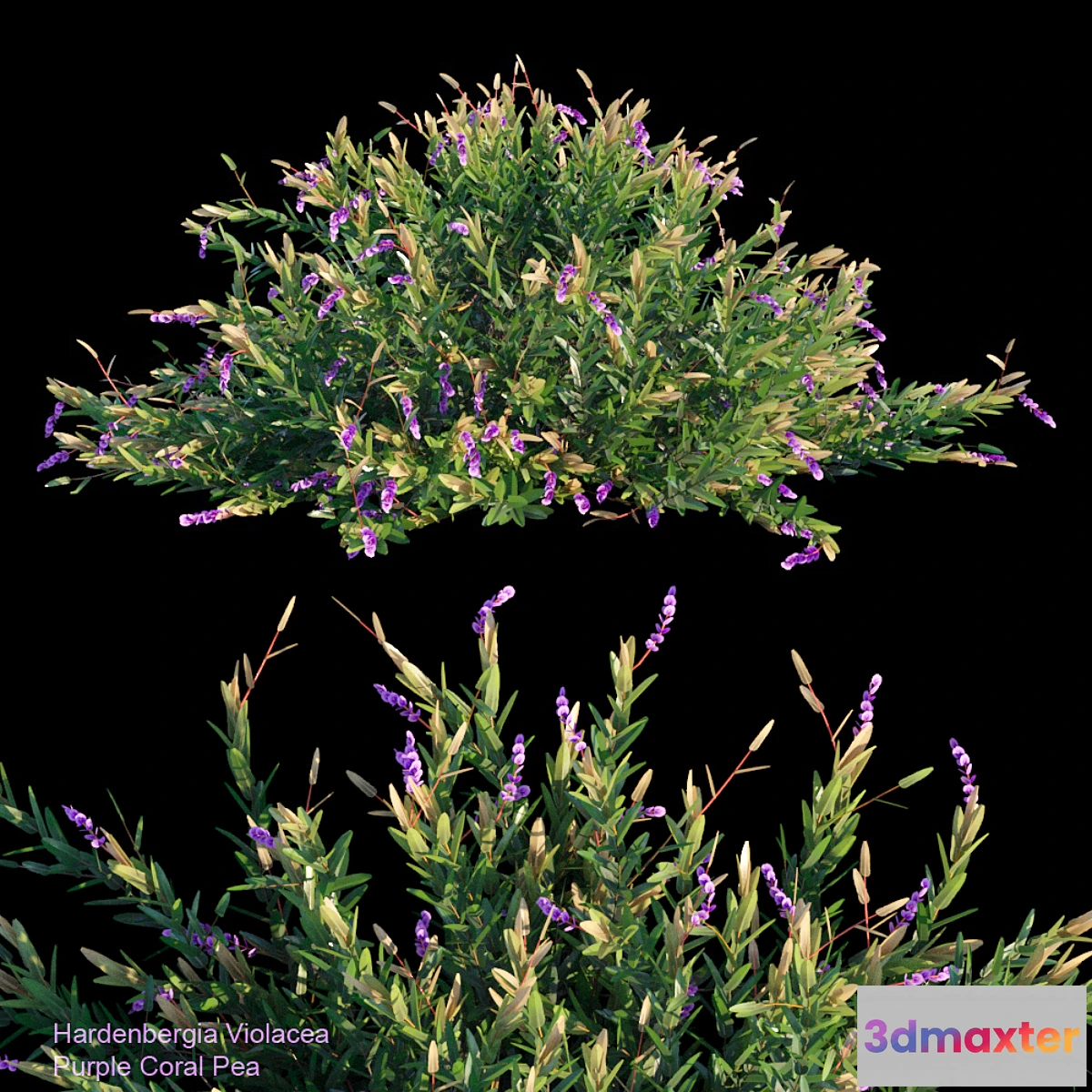 1402188 - Purple coral pea 3D Max