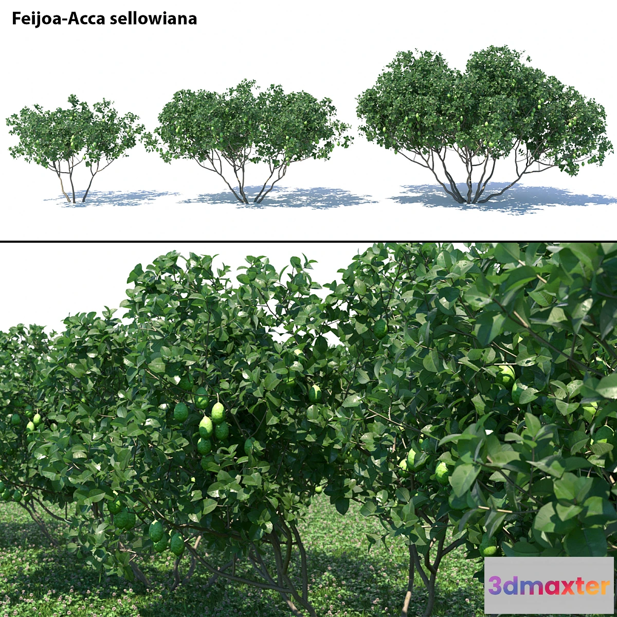 1402428 - Feijoa - Acca sellowiana 3D Max