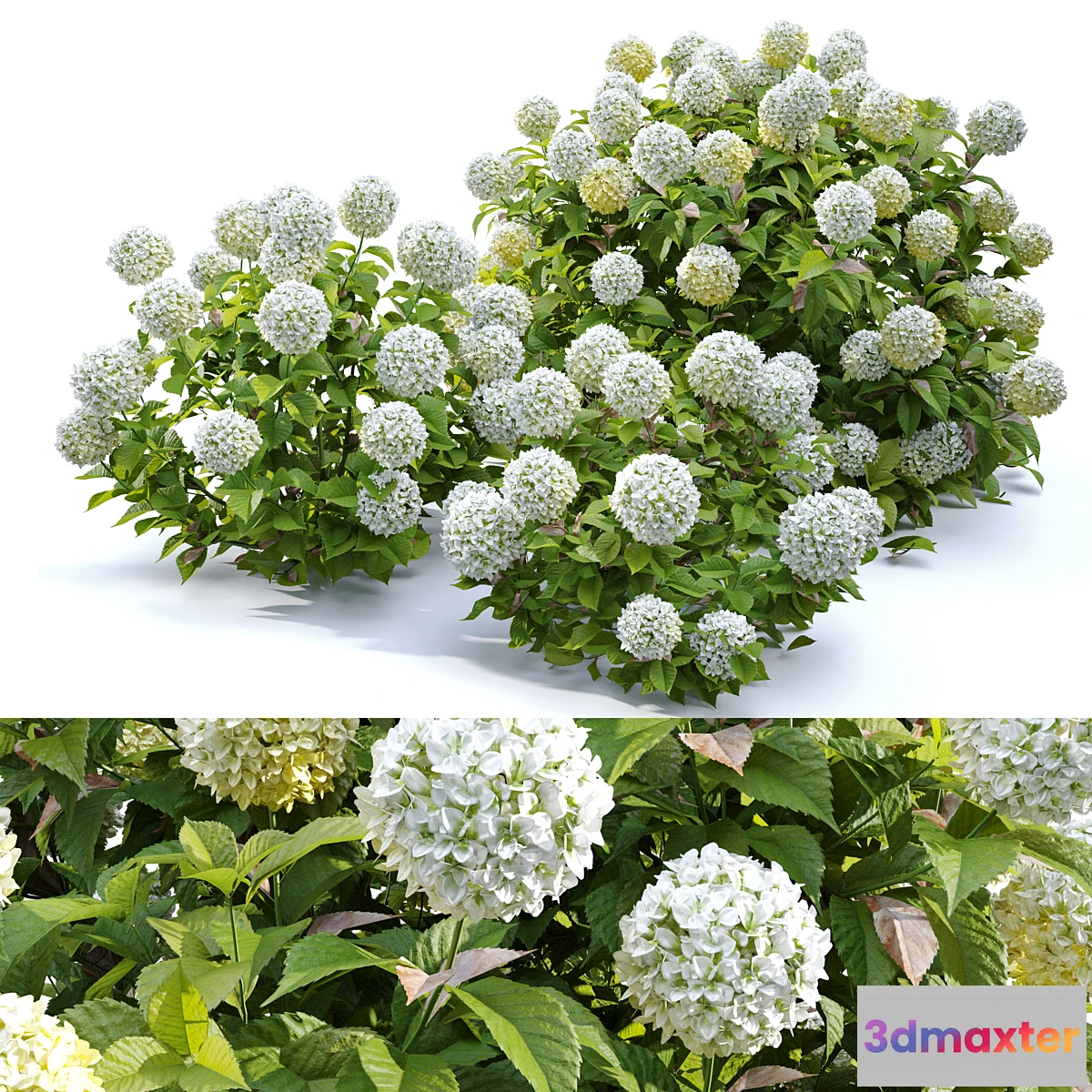 1403696 - Hydrangea 02 3D Max