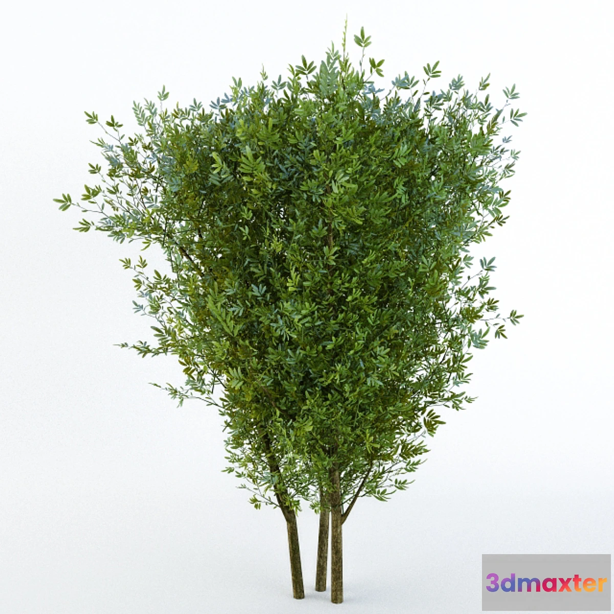 1404696 - Bush 3D Max