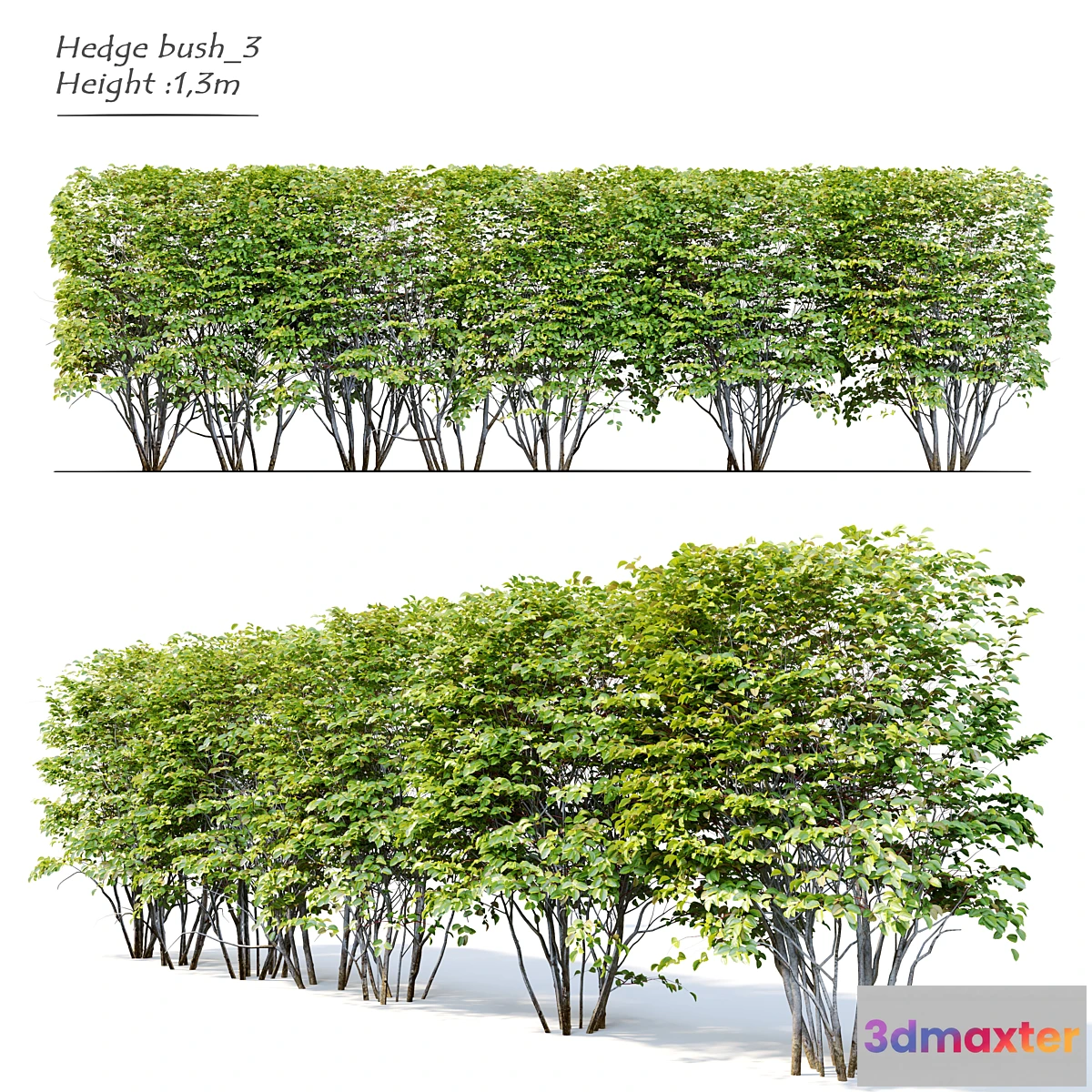 1405266 - Hedge bush_3 3D Max