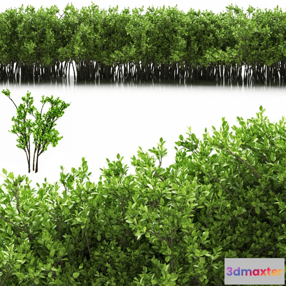 1405732 - plant 32 3D Max